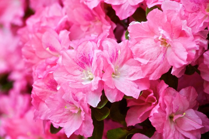 Hybrid Atomic Orbitals | General Chemistry